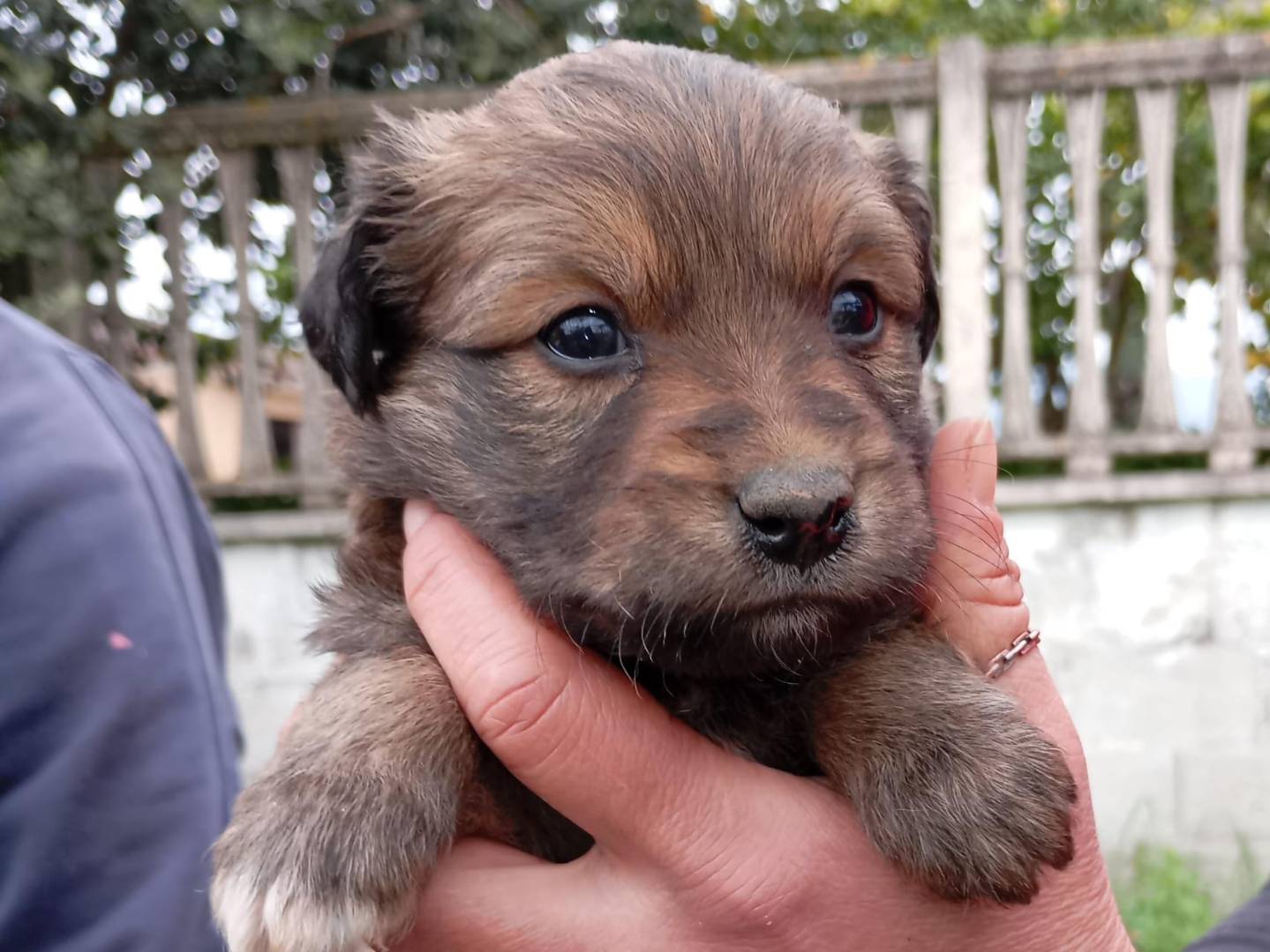 Adozione cane, maschio, Razza sconosciuta Razza sconosciuta, 1 mesi, taglia media contenuta, Latina