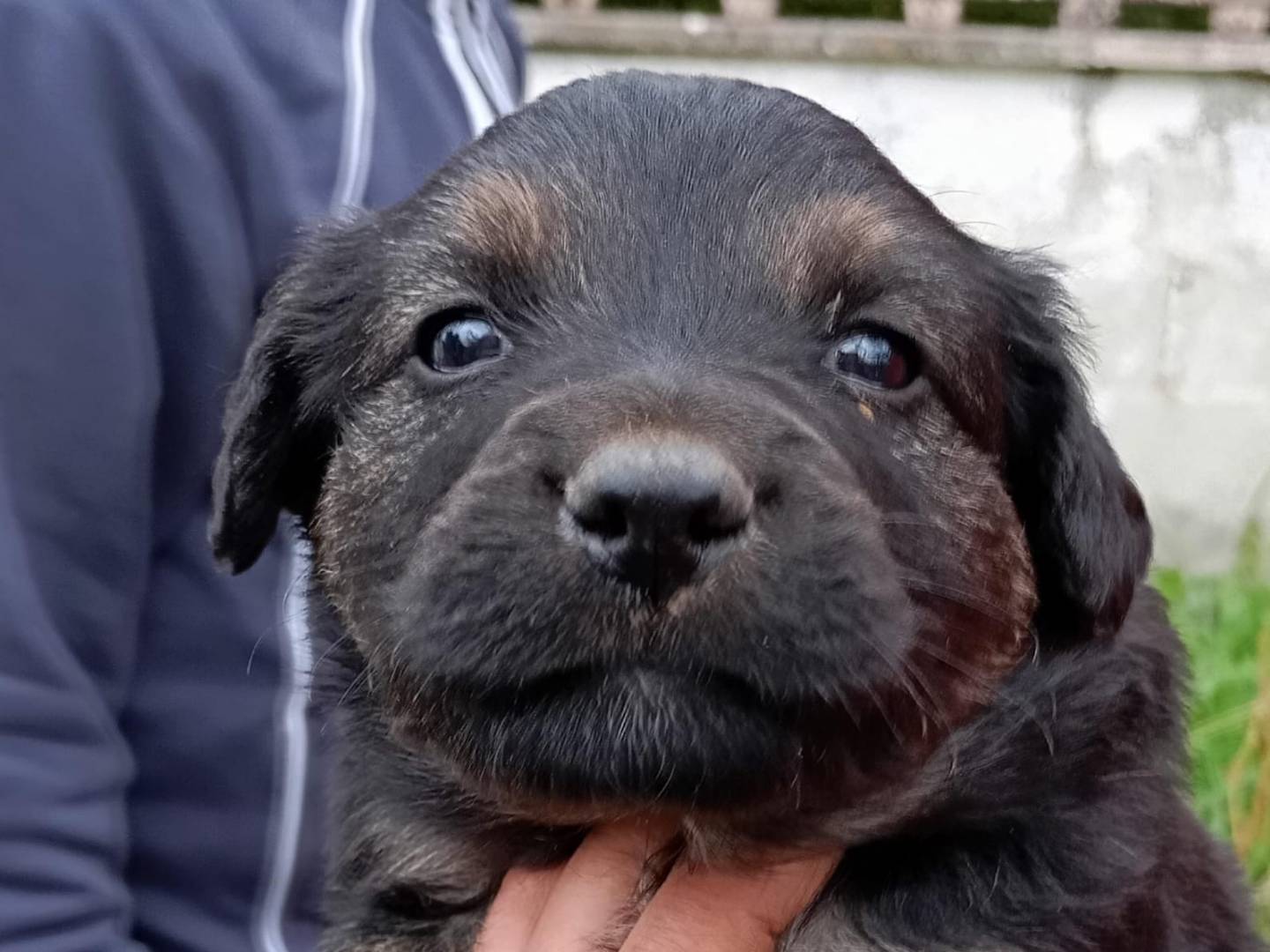 Adozione cane, maschio, Razza sconosciuta Razza sconosciuta, 1 mesi, taglia media contenuta, Latina
