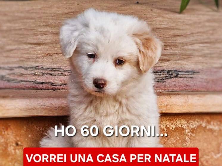 Adozione cane, maschio, Razza sconosciuta Razza sconosciuta, 2 mesi, taglia media, Crotone