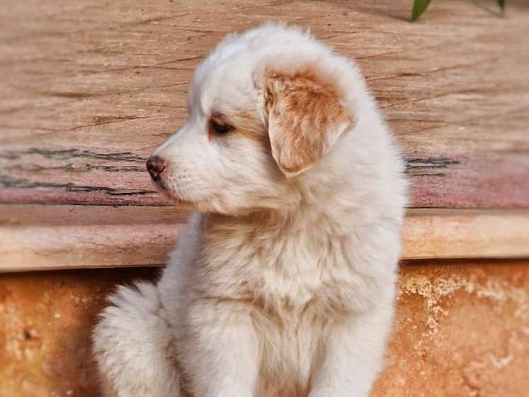 Adotta un cane, maschio, 2 mesi, Crotone