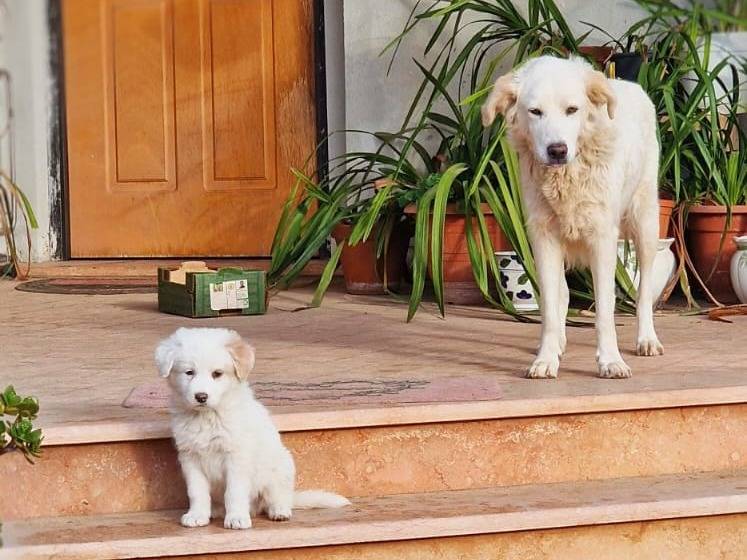 Adotta un cane, taglia media, maschio, Crotone