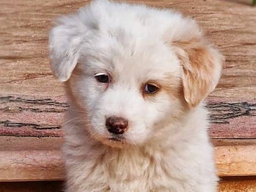 Vuoi adottare un cane a Crotone?