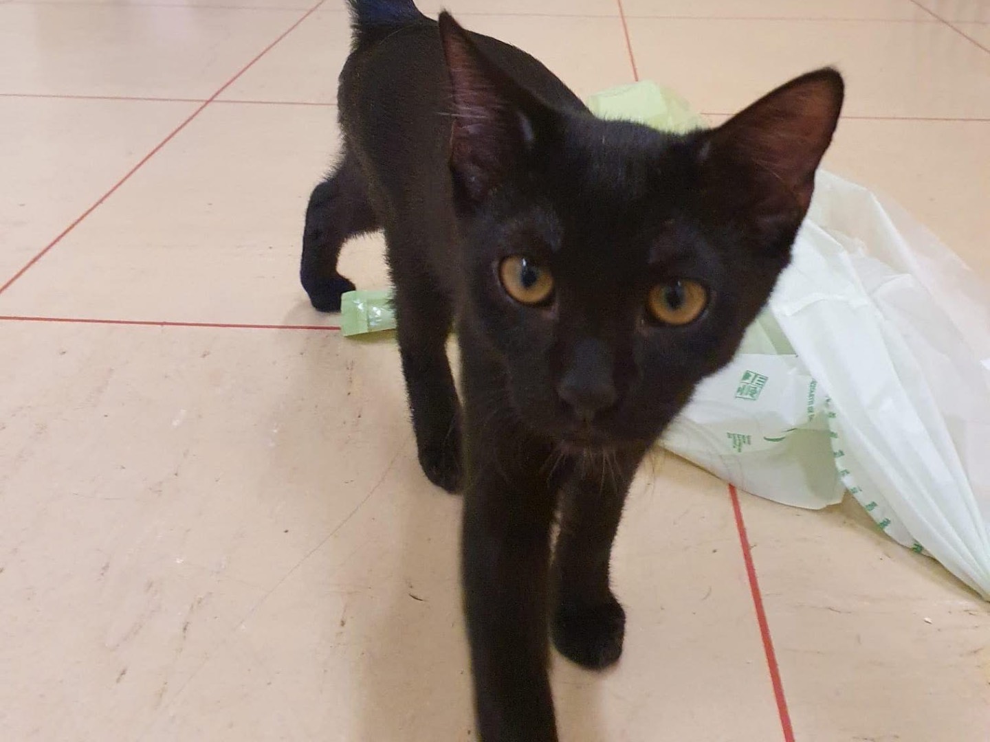 Adozione gatto, maschio, Razza sconosciuta Razza sconosciuta, 4 mesi, taglia non valida, Piacenza