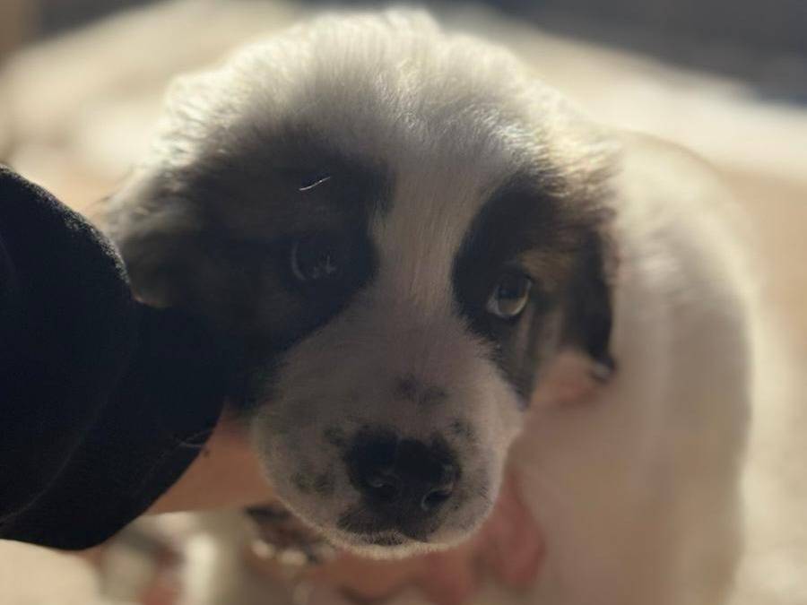 Adotta un cane, maschio, 2 mesi, Trapani