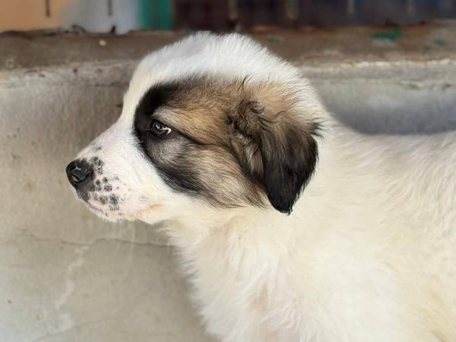 Adotta un cane, taglia media, maschio, Trapani