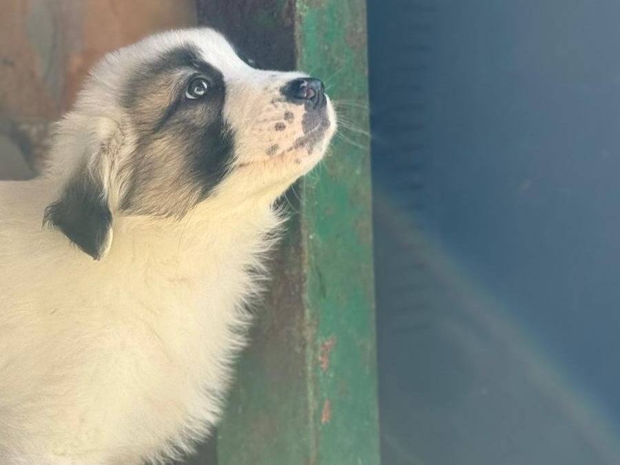 Adotta il cane kevin a Trapani