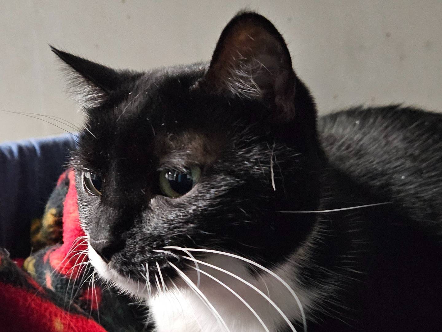 Adozione gatto, femmina, Razza sconosciuta Razza sconosciuta, 1 anno e 8 mesi, taglia non valida, Milano