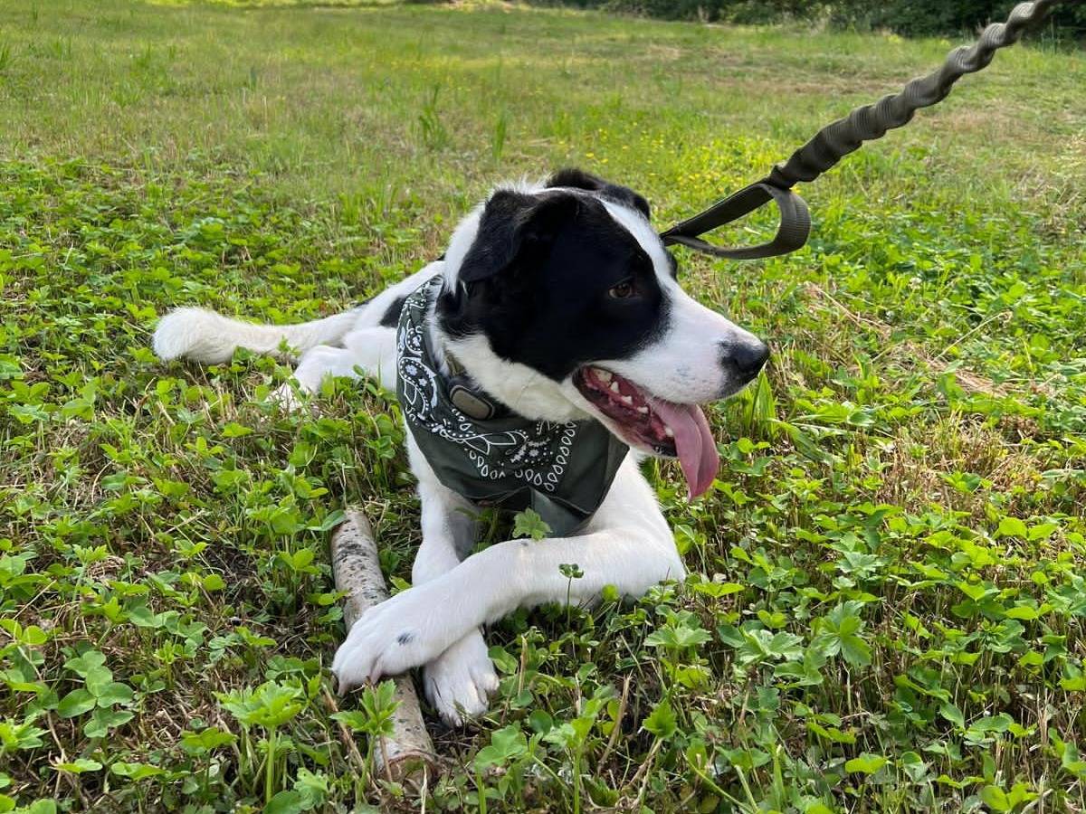 Vuoi adottare un cane a Milano?