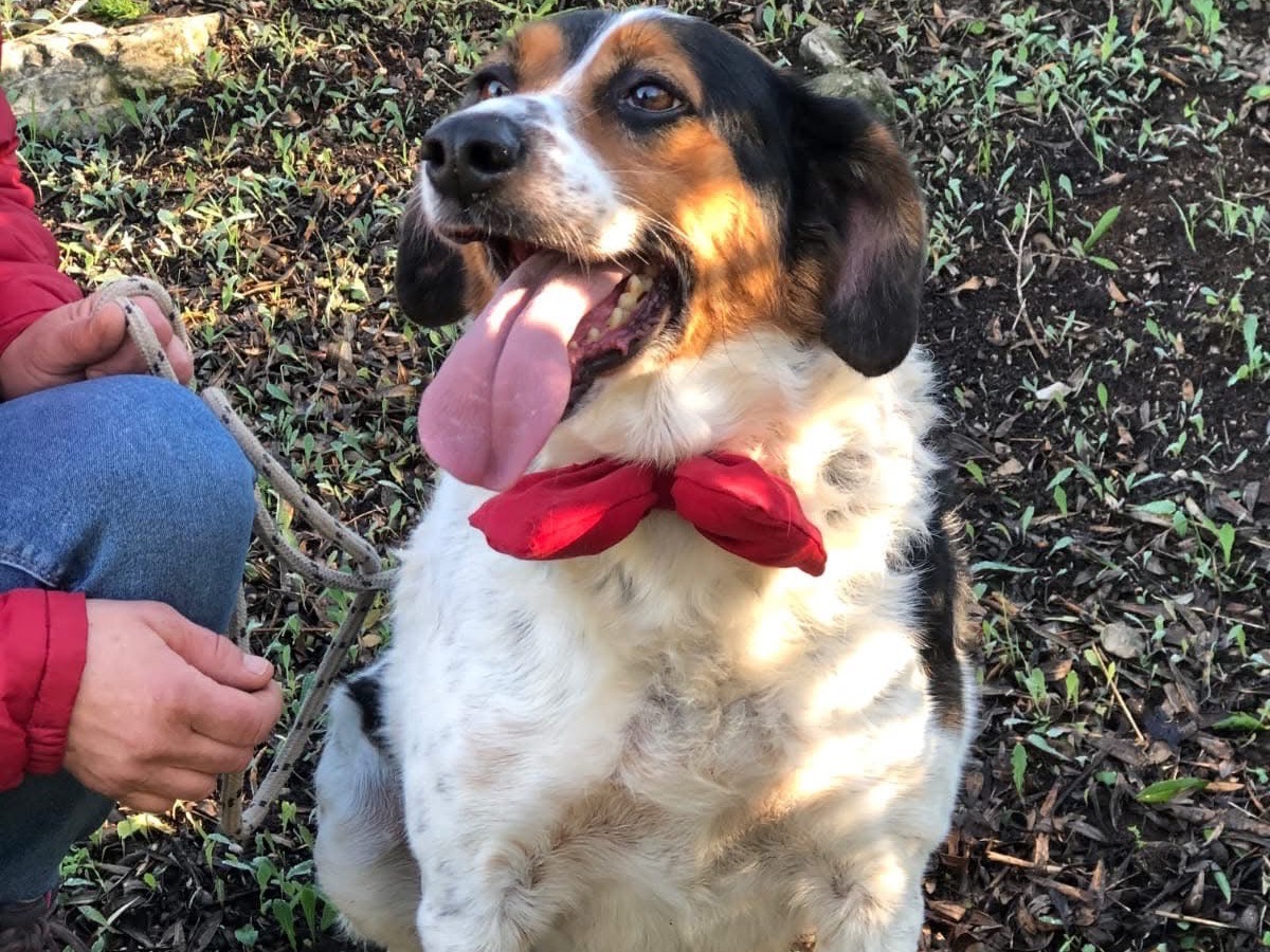 Adozione cane, maschio, Razza sconosciuta Razza sconosciuta, 5 anni e 5 mesi, taglia media, Latina