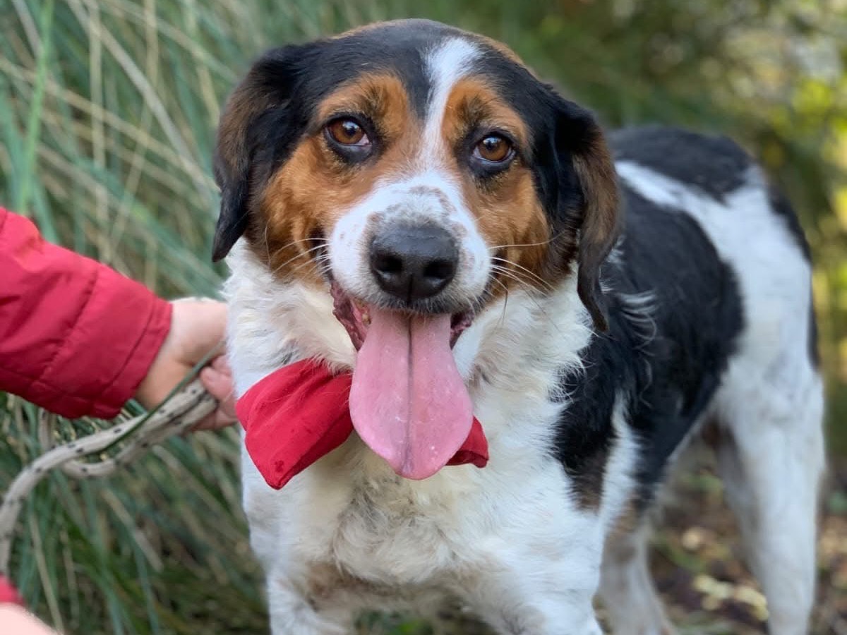 Adotta un cane, maschio, 5 anni e 5 mesi, Latina