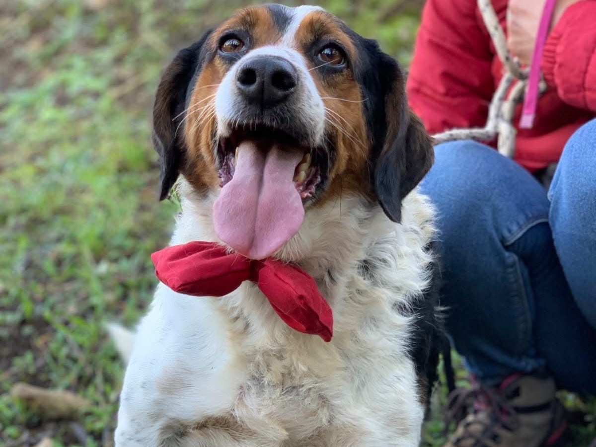 Adotta un cane, taglia media, maschio, Latina