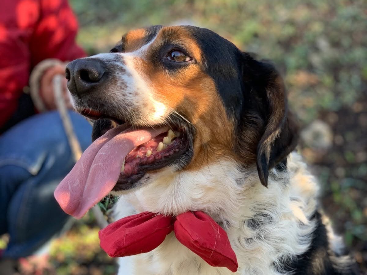 Vuoi adottare un cane a Latina?