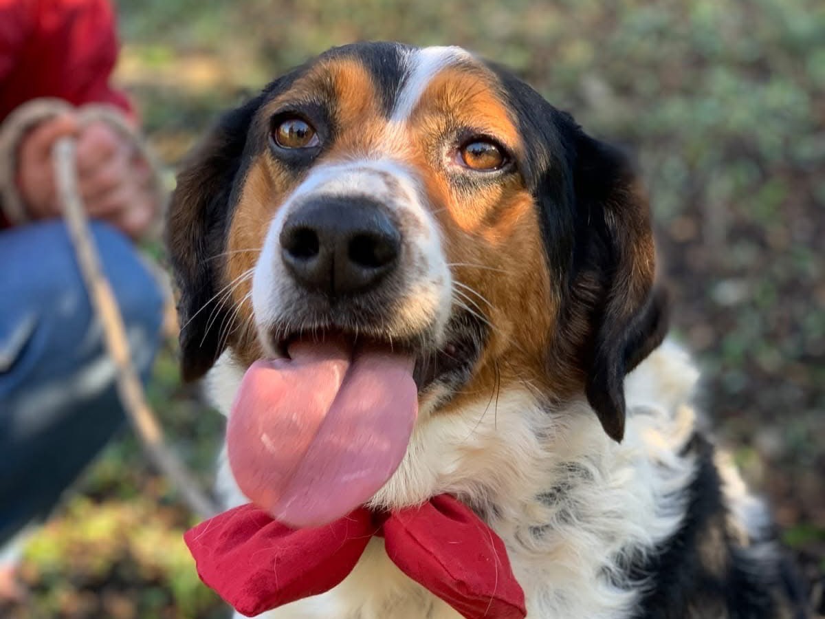 Adotta il cane Oscar a Latina