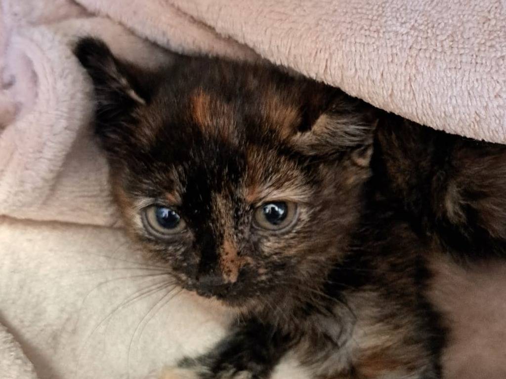 Adozione gatto, femmina, Razza sconosciuta Razza sconosciuta, 1 mesi, taglia non valida, Milano