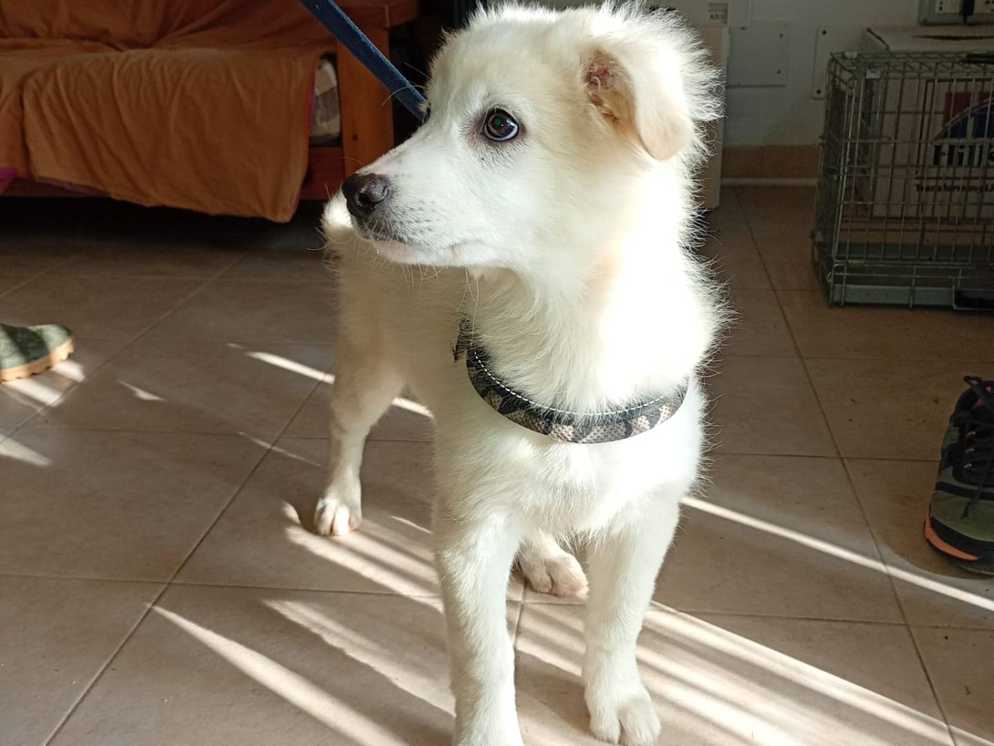 Adotta un cane, femmina, 3 mesi, Trapani