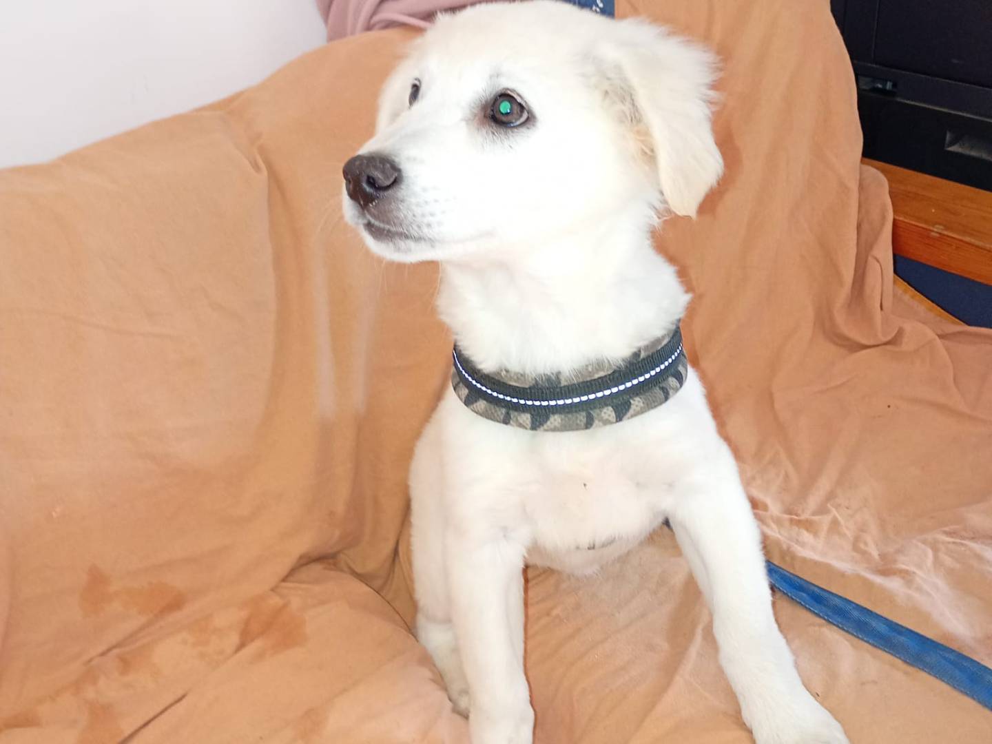 Adotta un cane, taglia media, femmina, Trapani