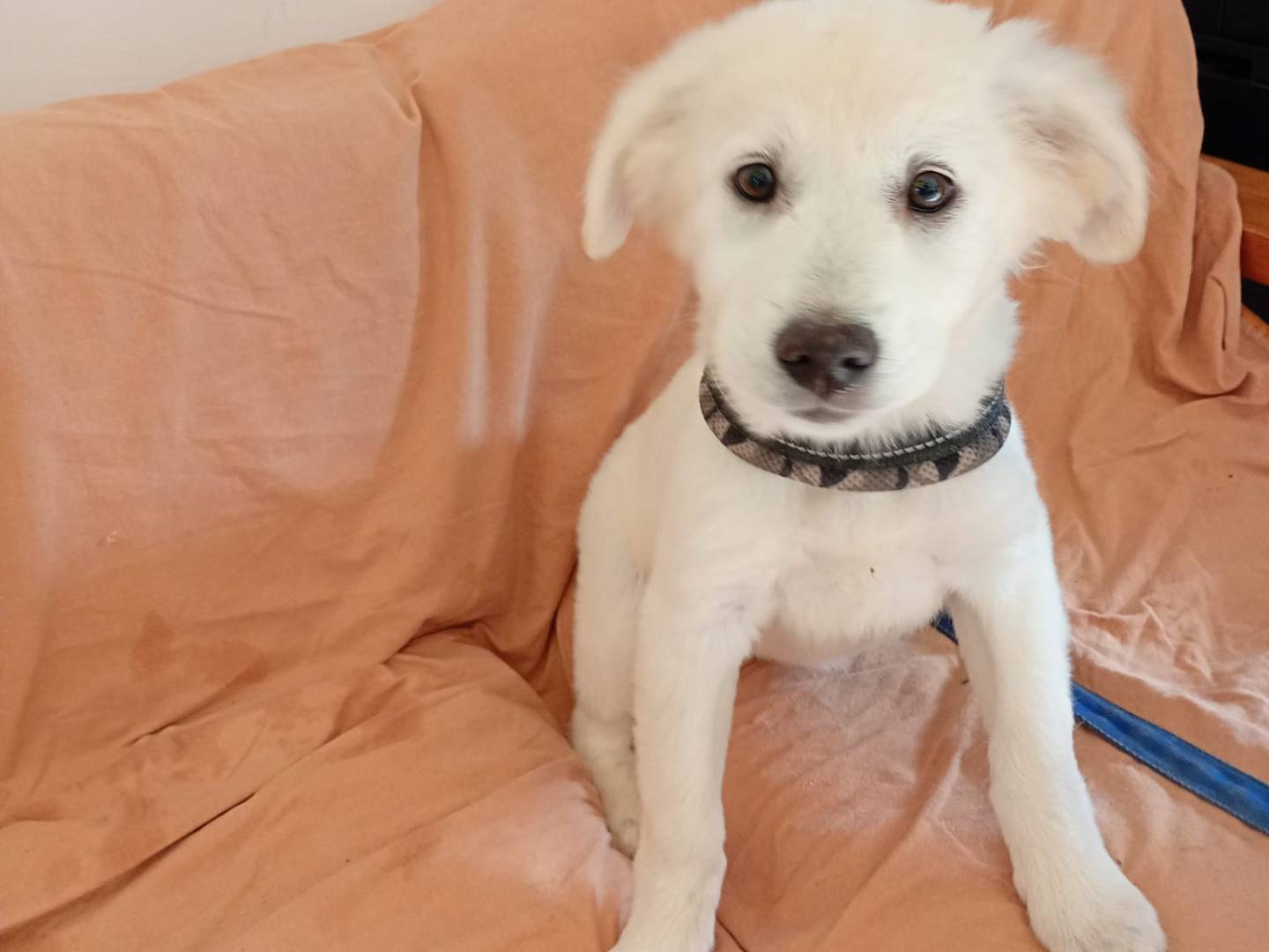 Adotta il cane Lella a Trapani