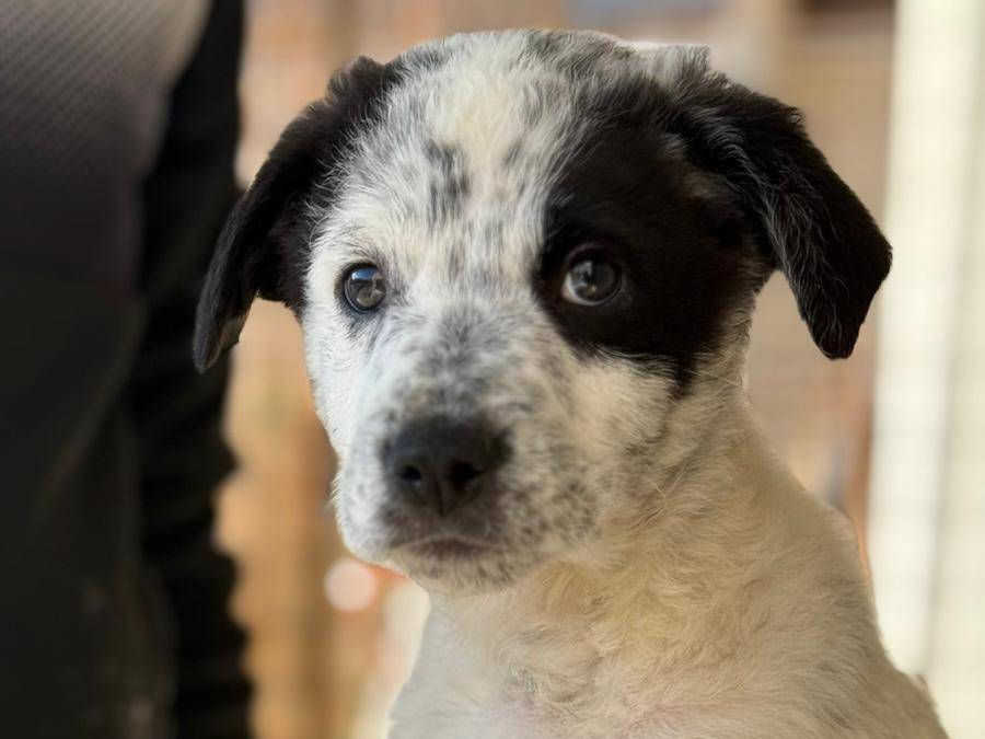 Adozione cane, maschio, Razza sconosciuta Razza sconosciuta, 2 mesi, taglia media, Trapani
