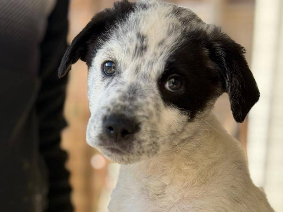 Adotta un cane, maschio, 2 mesi, Trapani