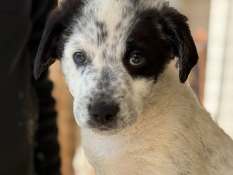 Adotta un cane, taglia media, maschio, Trapani