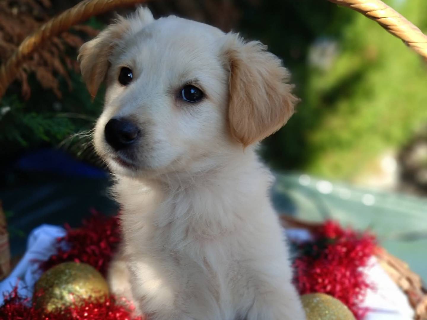Adozione cane, femmina, Razza sconosciuta Razza sconosciuta, 2 mesi, taglia media, Siracusa