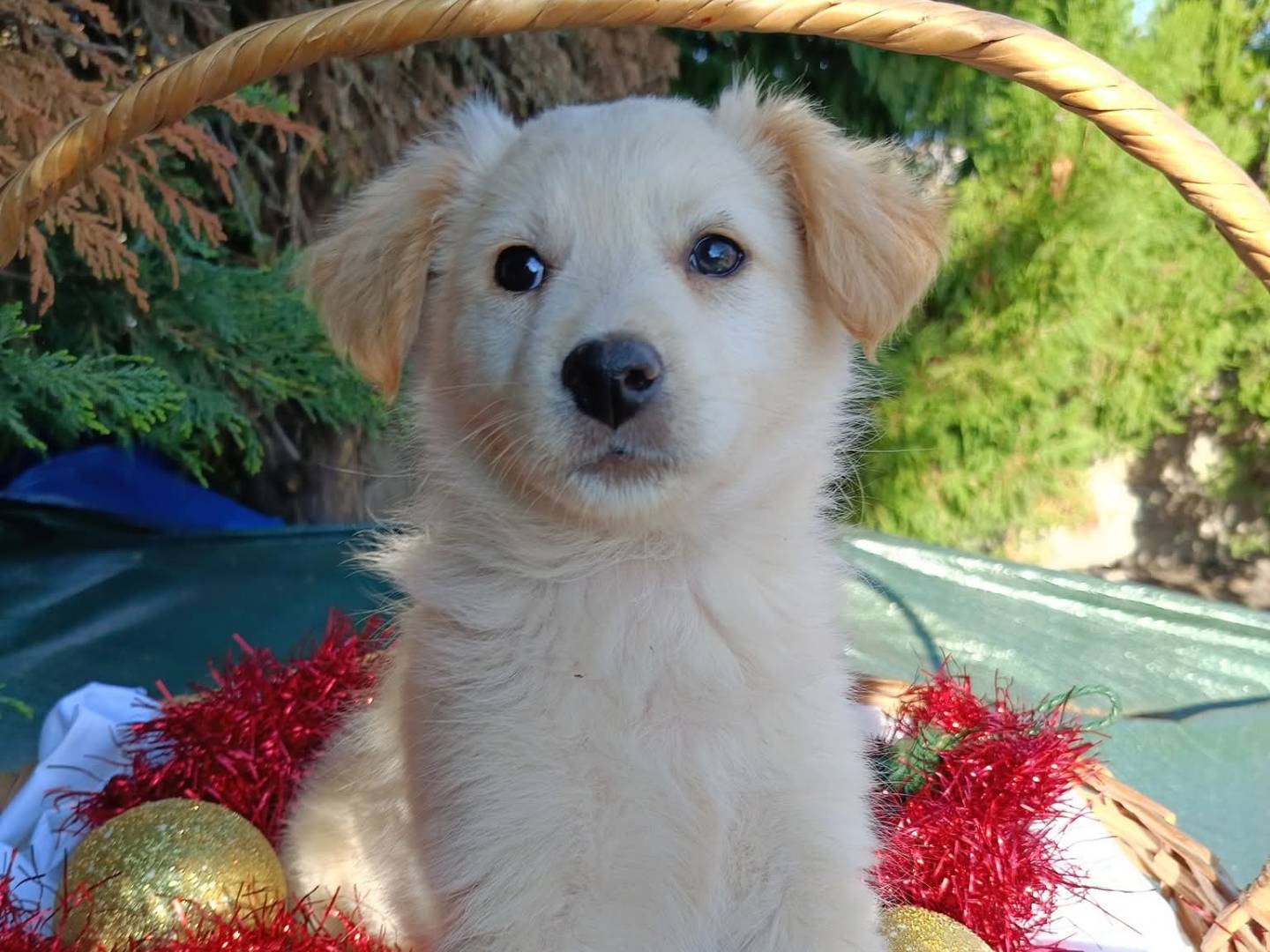 Adotta un cane, femmina, 2 mesi, Siracusa