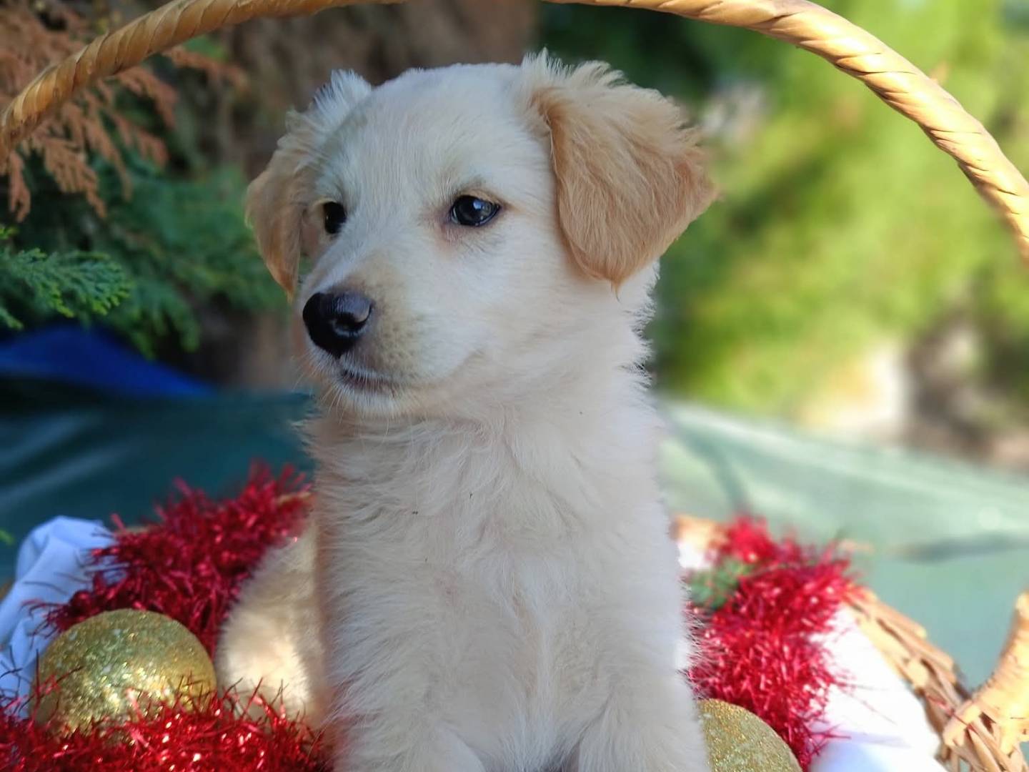 Vuoi adottare un cane a Siracusa?