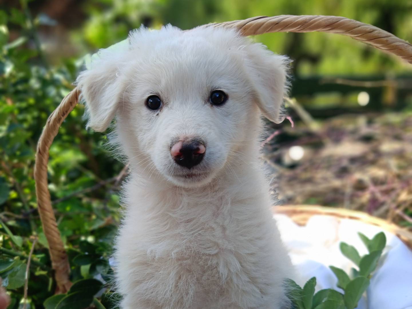 Adozione cane, maschio, Razza sconosciuta Razza sconosciuta, 2 mesi, taglia grande, Siracusa
