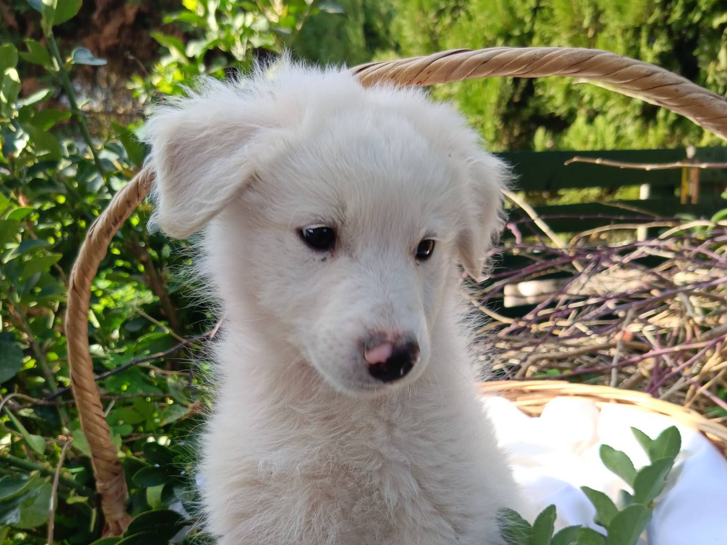 Adotta un cane, maschio, 2 mesi, Siracusa