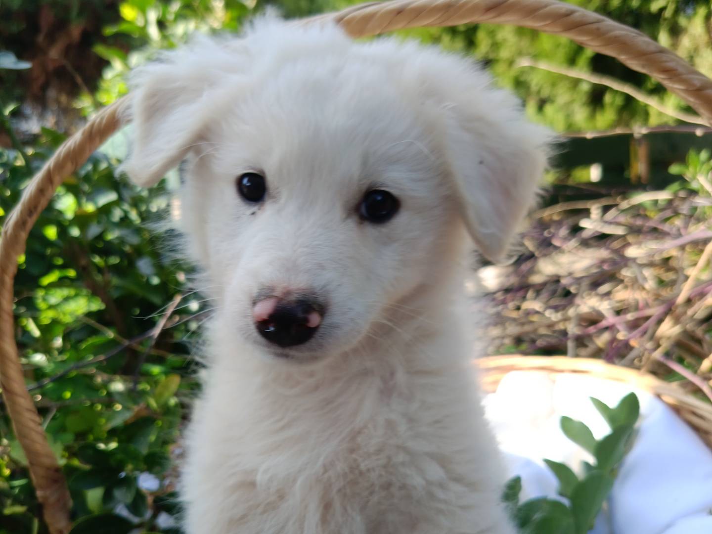 Vuoi adottare un cane a Siracusa?