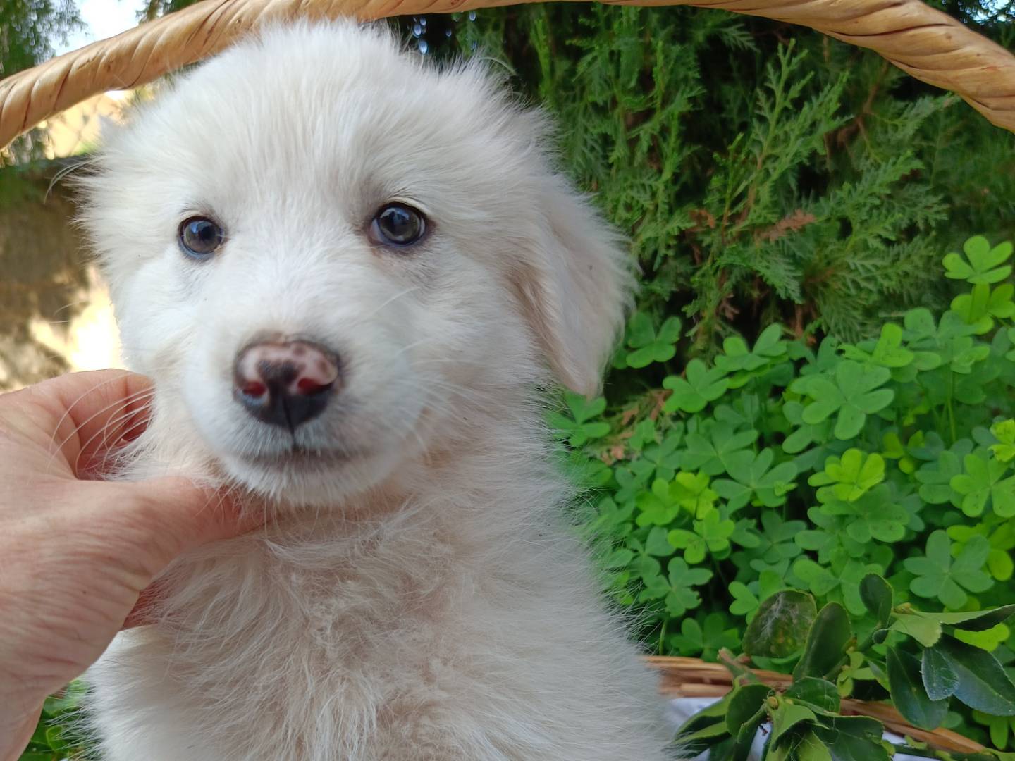 Adotta un cane, femmina, 2 mesi, Siracusa