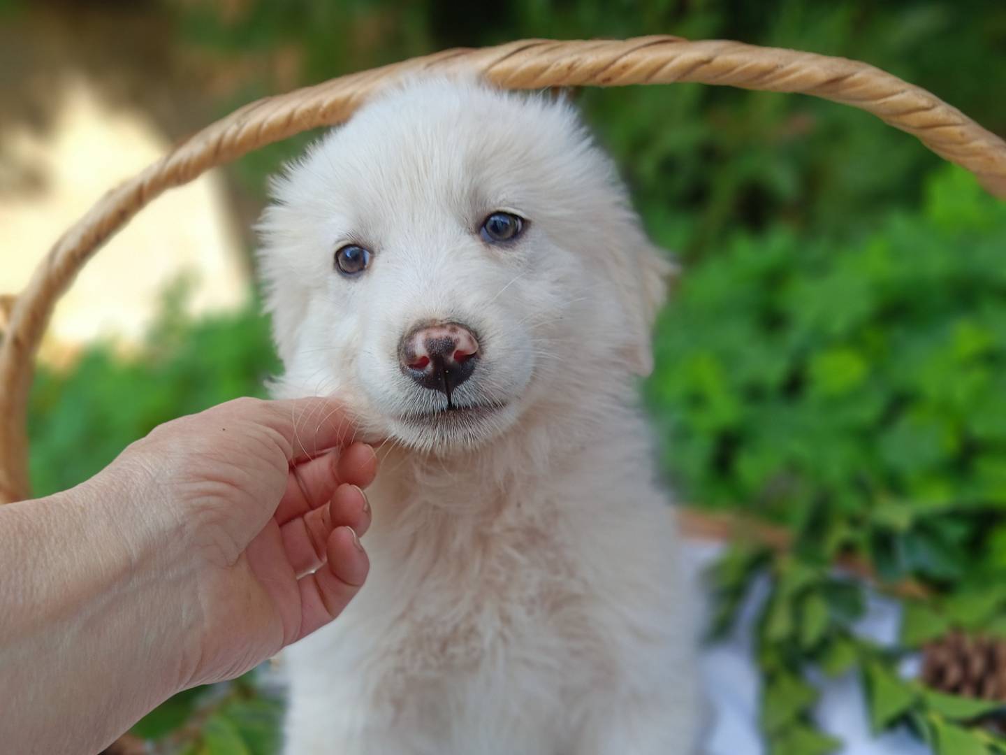 Adotta un cane, taglia media, femmina, Siracusa