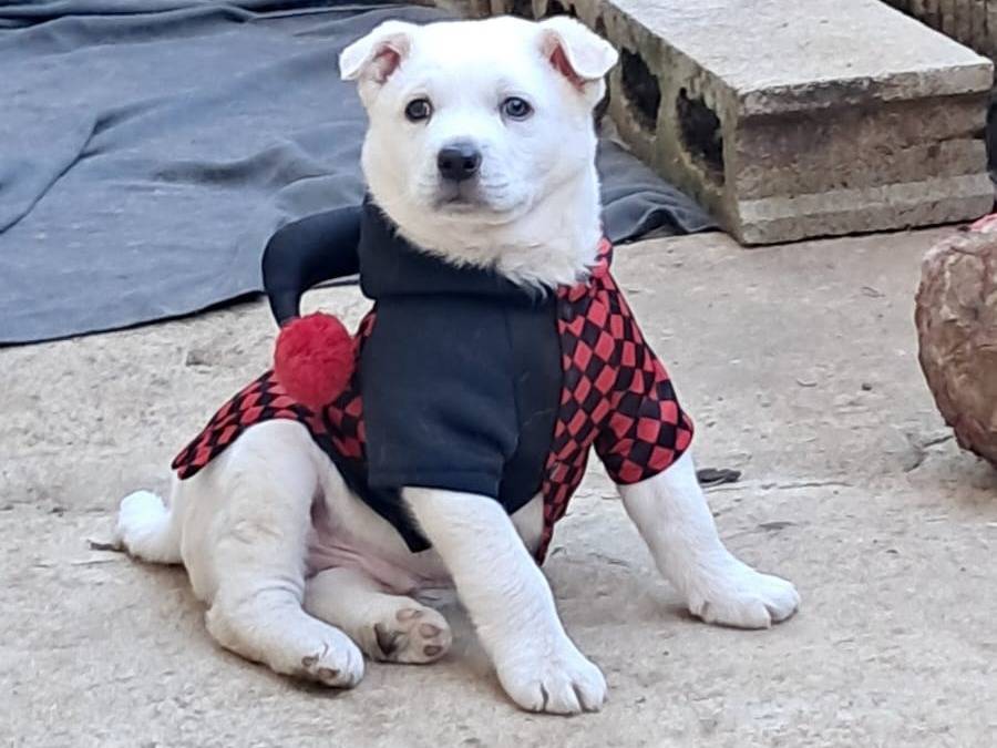 Adozione cane, maschio, Razza sconosciuta Razza sconosciuta, 1 mesi, taglia media, Avellino