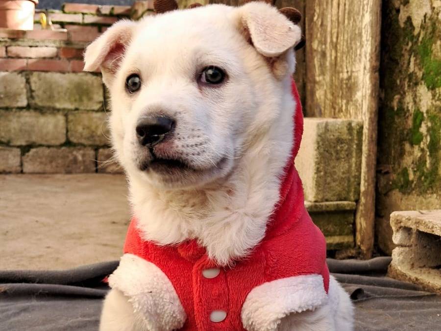 Adotta un cane, maschio, 1 mesi, Avellino