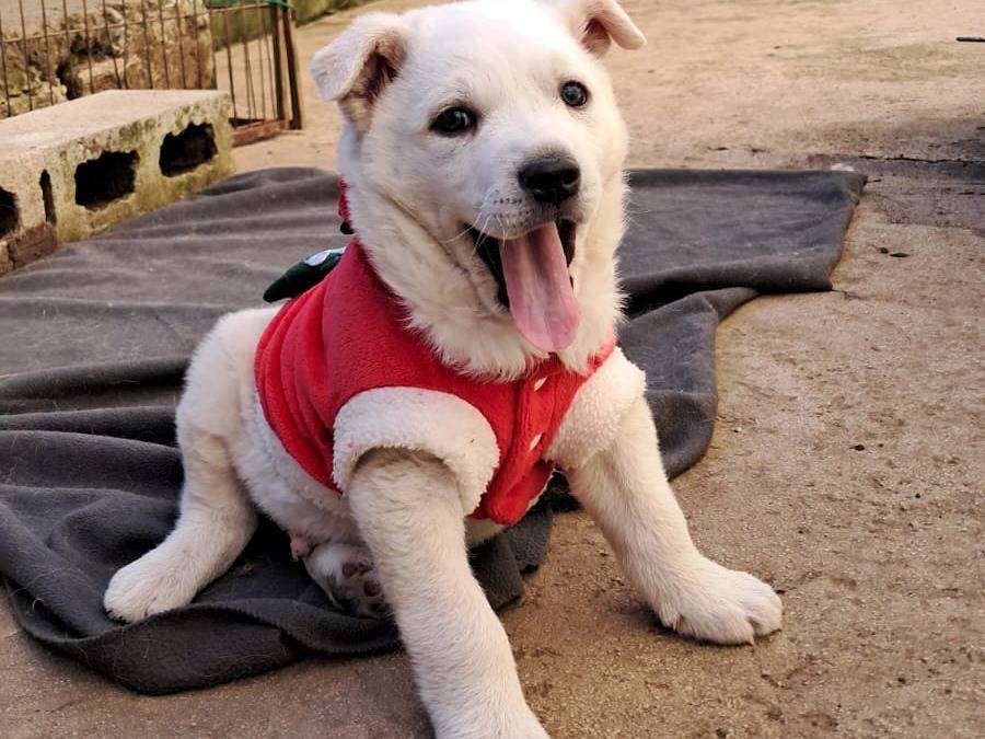 Adotta un cane, taglia media, maschio, Avellino