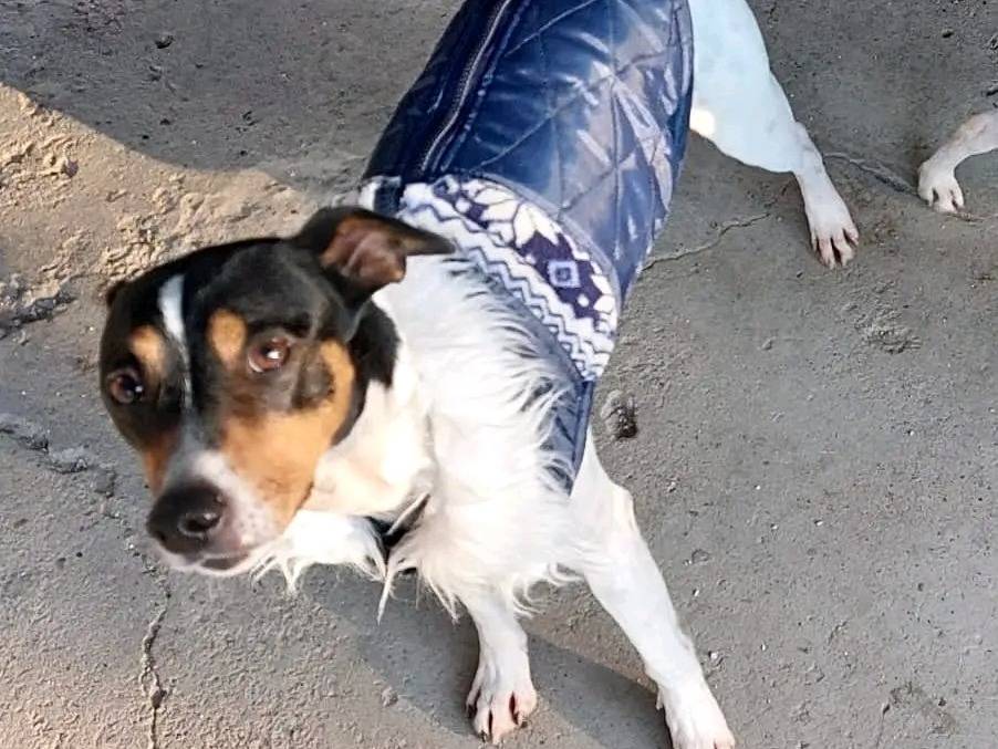 Adozione cane, maschio, Razza sconosciuta Razza sconosciuta, 5 anni e 2 mesi, taglia media contenuta, Cremona