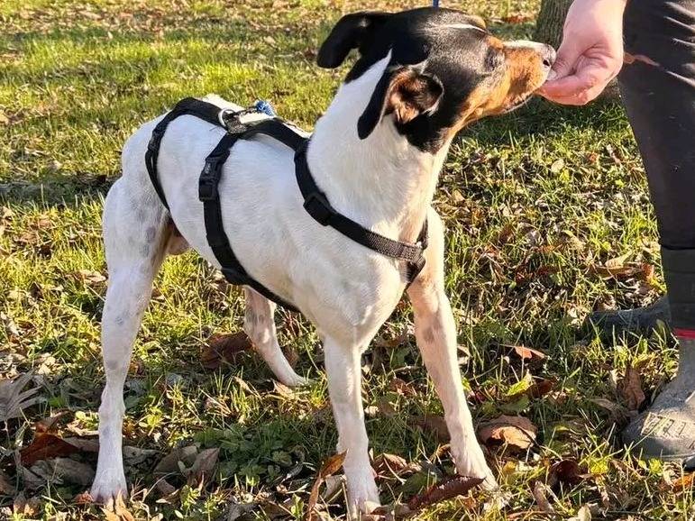 Adotta un cane, taglia media contenuta, maschio, Cremona