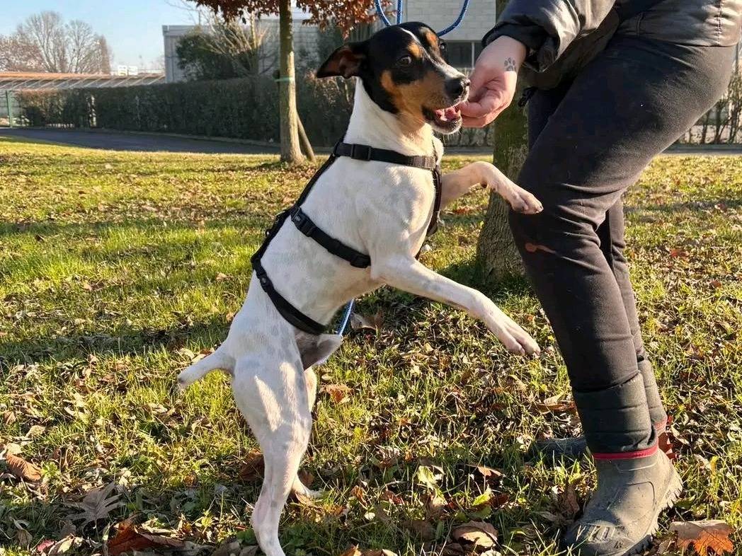 Vuoi adottare un cane a Cremona?