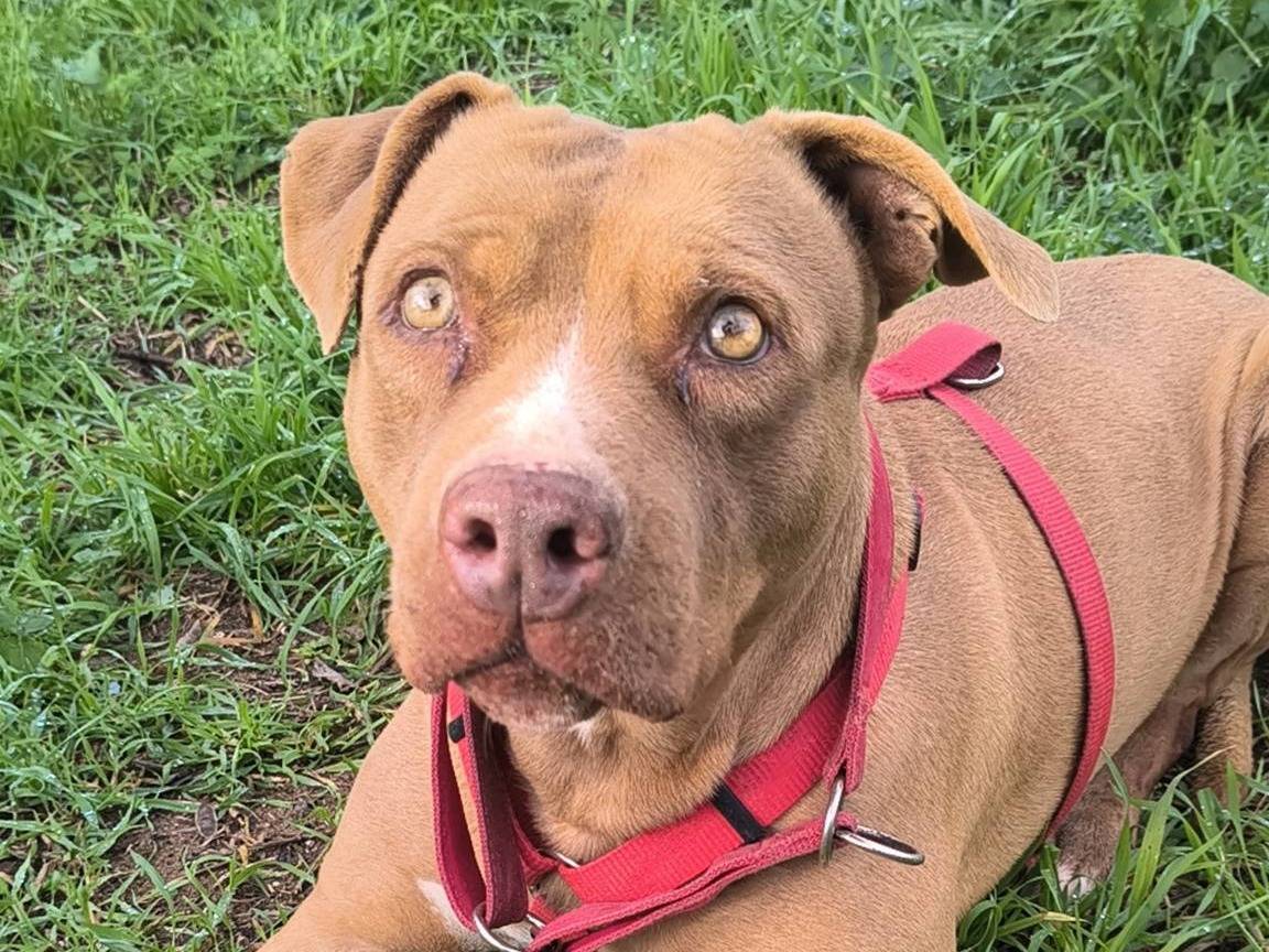 Adotta un cane, taglia media, femmina, Caserta