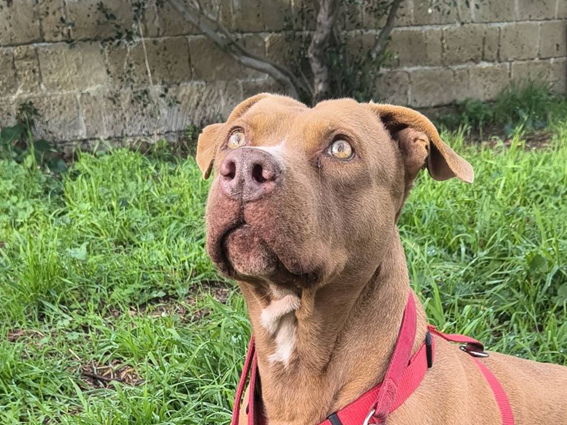 Vuoi adottare un cane a Caserta?