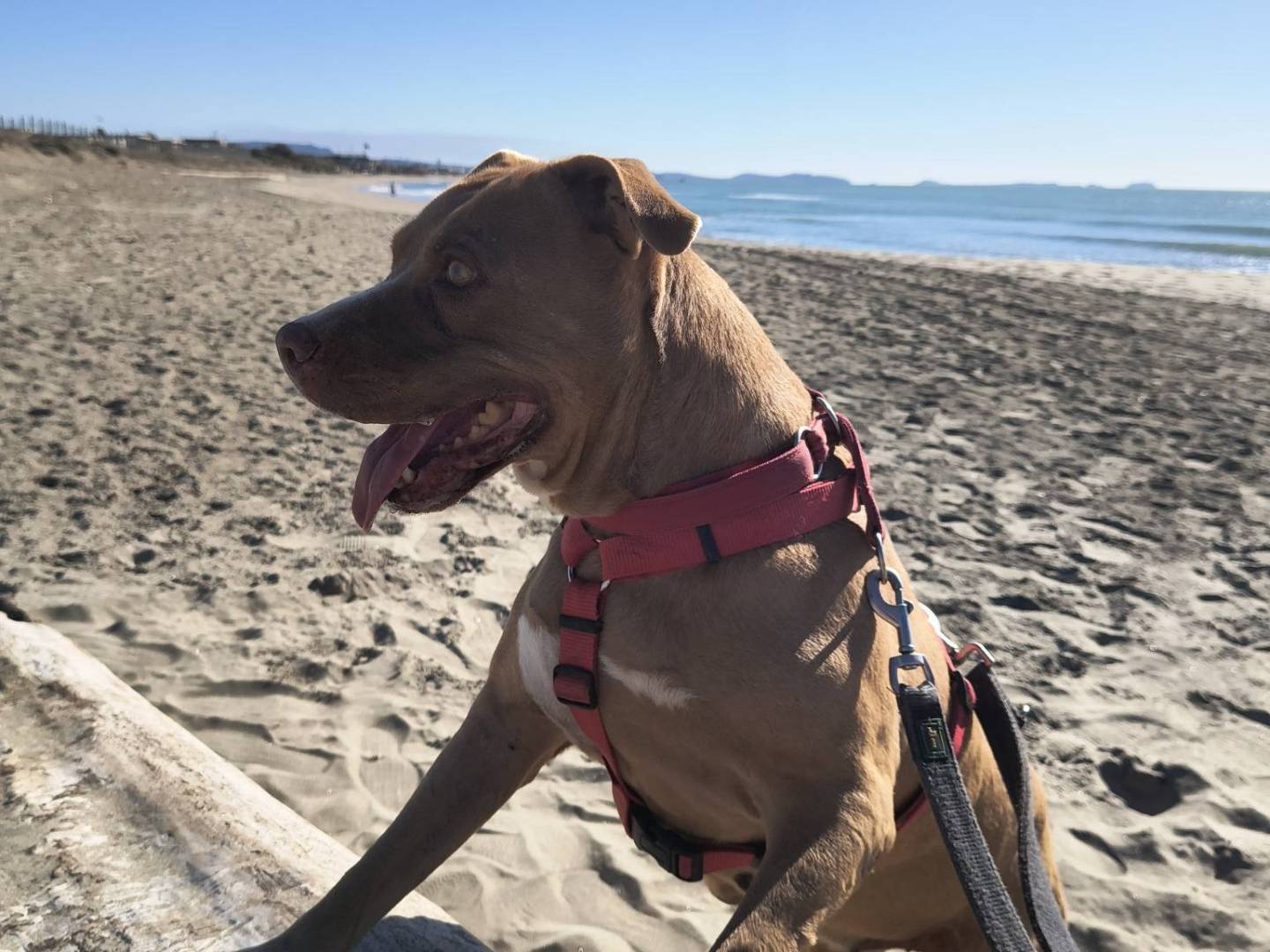 Adotta il cane MINA  a Caserta