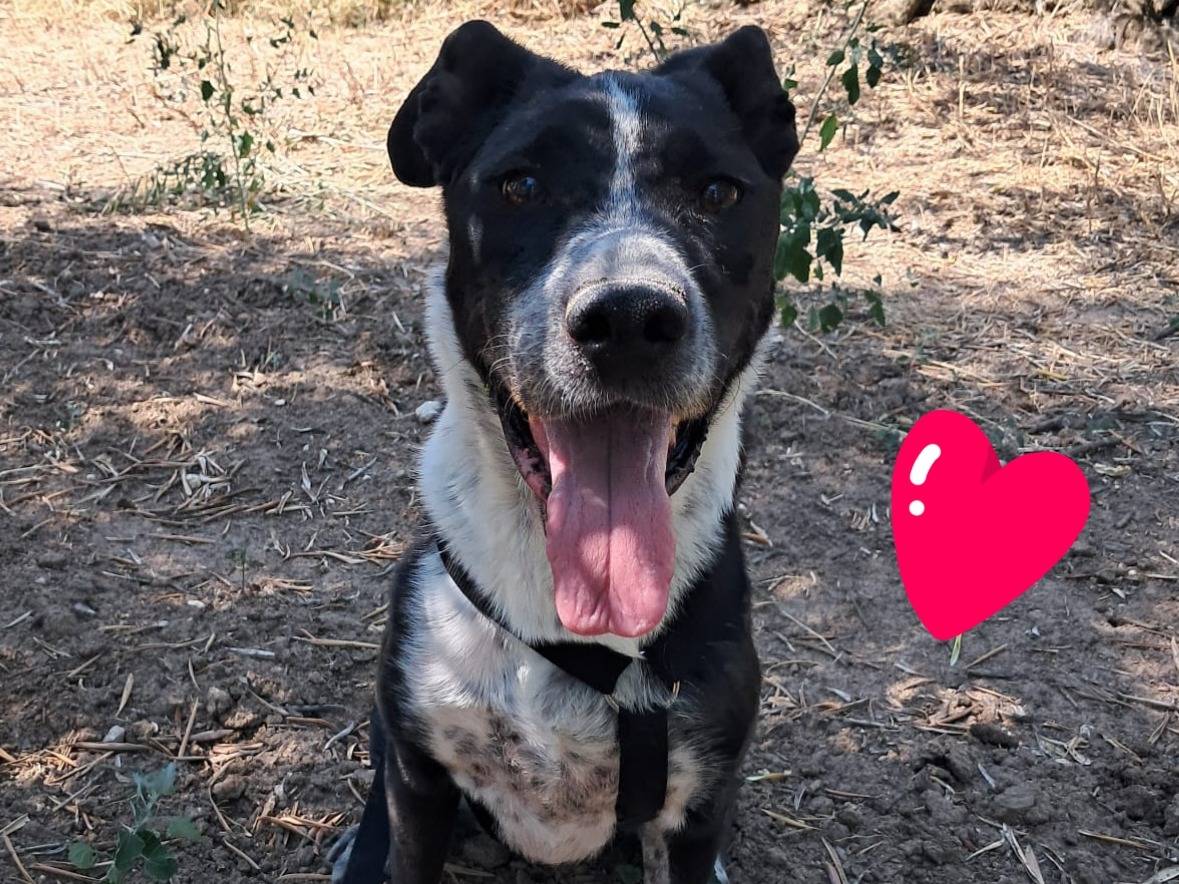 Adozione cane, femmina, Razza sconosciuta Razza sconosciuta, 5 anni e 7 mesi, taglia media, Barletta