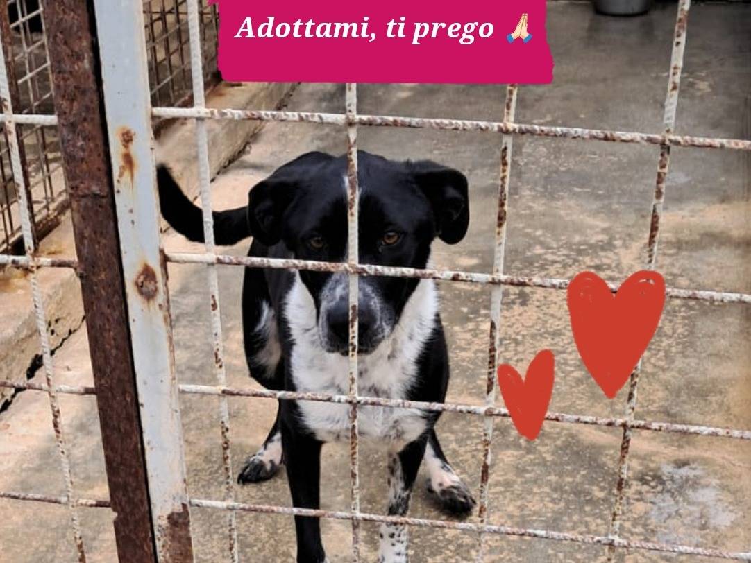 Adotta un cane, femmina, 5 anni e 7 mesi, Barletta