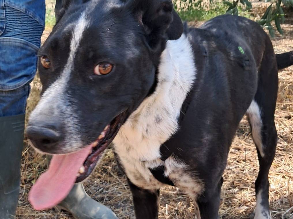 Adotta un cane, taglia media, femmina, Barletta