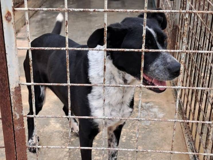 Vuoi adottare un cane a Barletta?