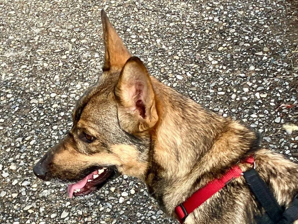 Adotta un cane, femmina, 2 anni e 5 mesi, Milano