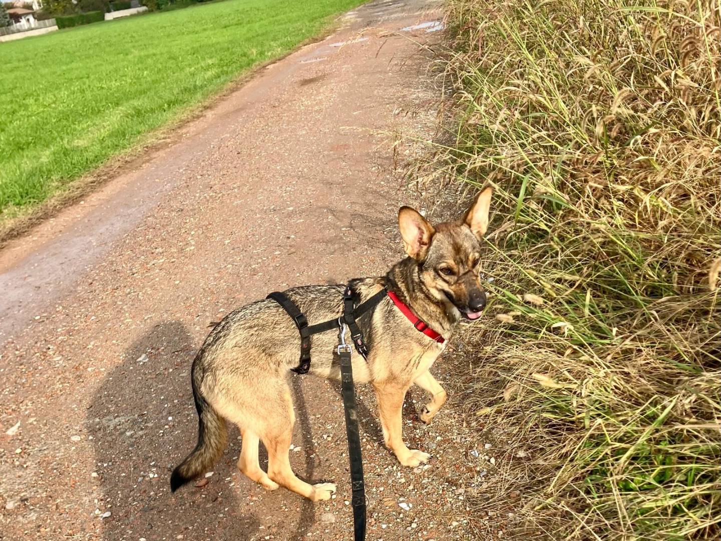 Adotta un cane, taglia media, femmina, Milano
