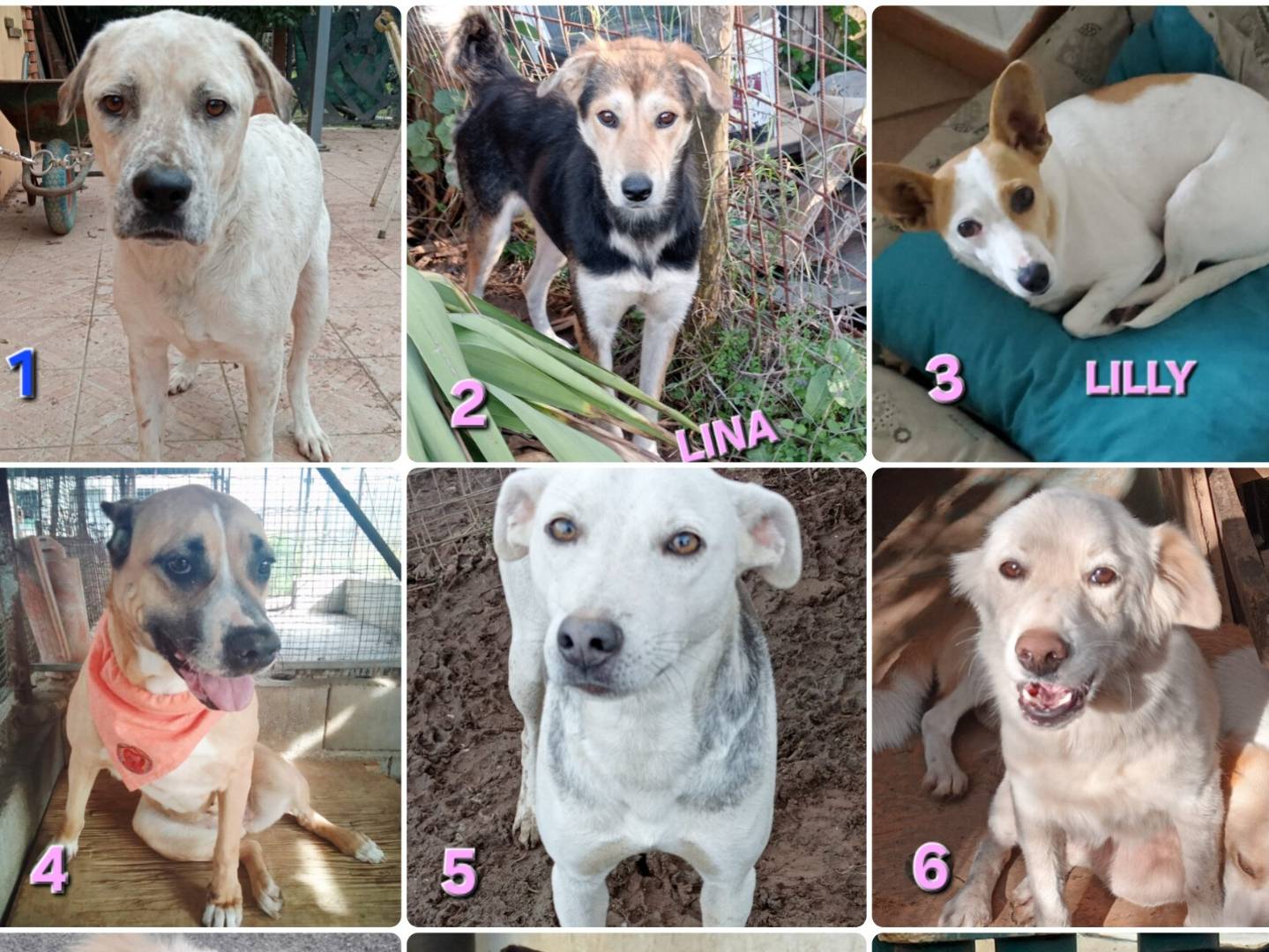 Adozione cane, maschio, Razza sconosciuta Razza sconosciuta, 1 anno, taglia media, Milano