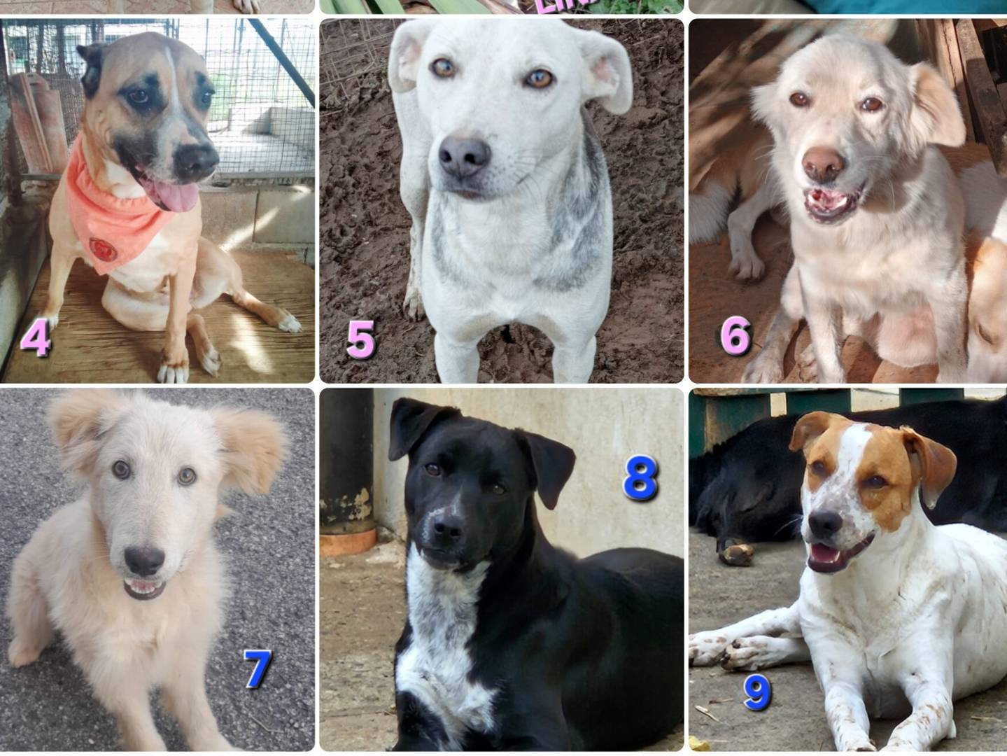 Adotta un cane, maschio, 1 anno, Milano