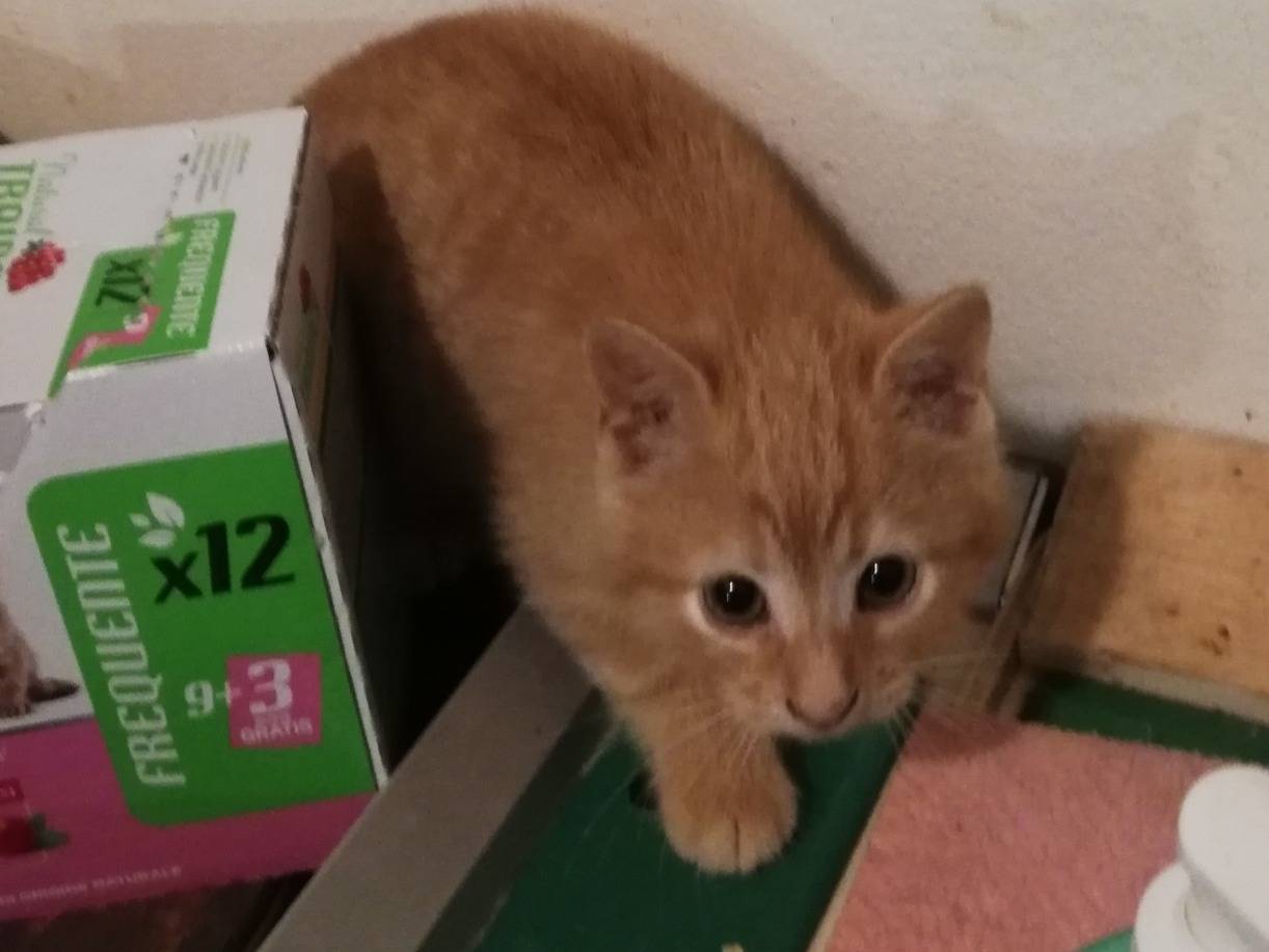 Adozione gatto, maschio, Razza sconosciuta Razza sconosciuta, 3 mesi, taglia non valida, Parma